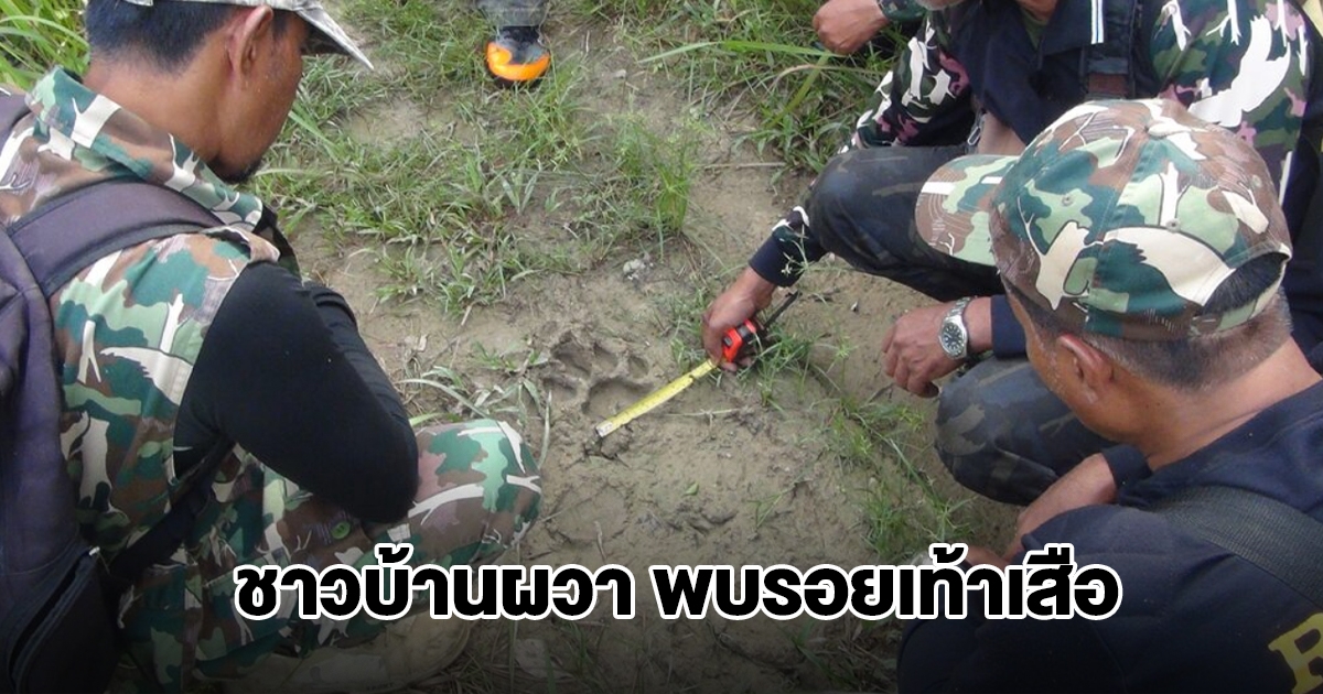 ชาวบ้านผวา! พบรอยเท้าเสือ คาดข้ามมาจากประเทศเพื่อนบ้าน