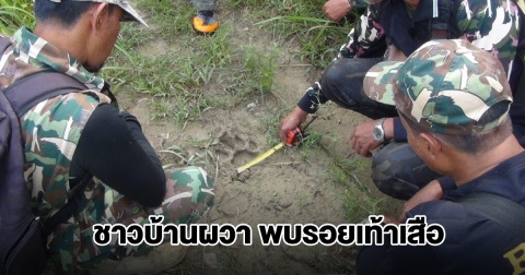 ชาวบ้านผวา! พบรอยเท้าเสือ คาดข้ามมาจากประเทศเพื่อนบ้าน