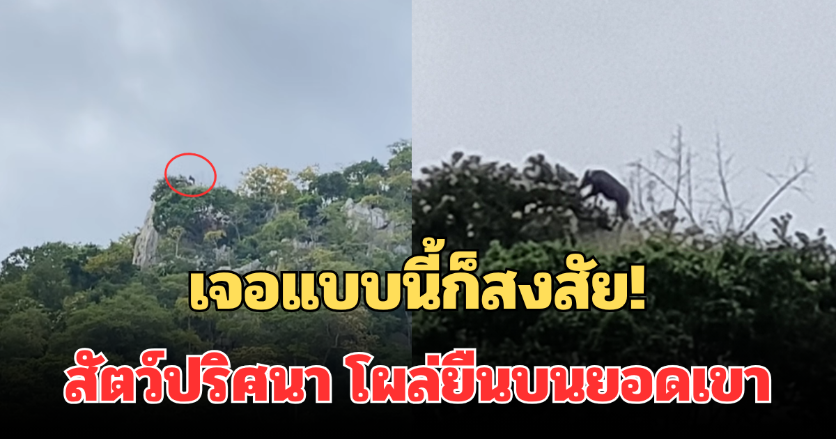 เจอแบบนี้ก็สงสัย! ชาวเน็ตข้องใจ โพสต์คลิปสัตว์ปริศนา โผล่ยืนบนยอดเขา