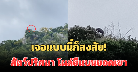 เจอแบบนี้ก็สงสัย! ชาวเน็ตข้องใจ โพสต์คลิปสัตว์ปริศนา โผล่ยืนบนยอดเขา