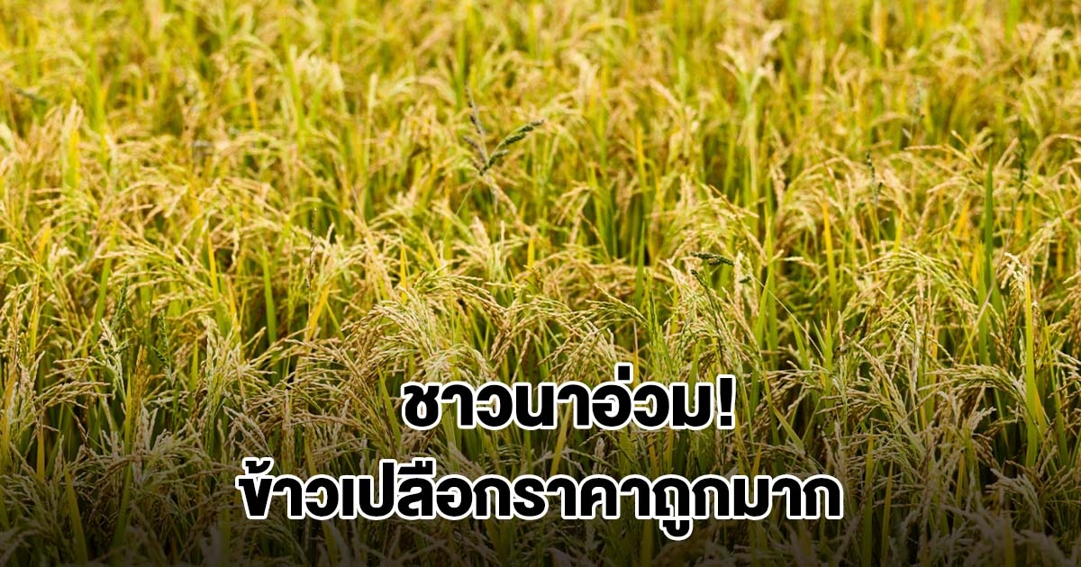 ชาวนาอ่วม! ข้าวเปลือกราคาตกต่ำ ถูกกว่าบะหมี่กึ่งสำเร็จรูป