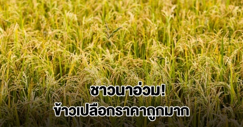 ชาวนาอ่วม! ข้าวเปลือกราคาตกต่ำ ถูกกว่าบะหมี่กึ่งสำเร็จรูป