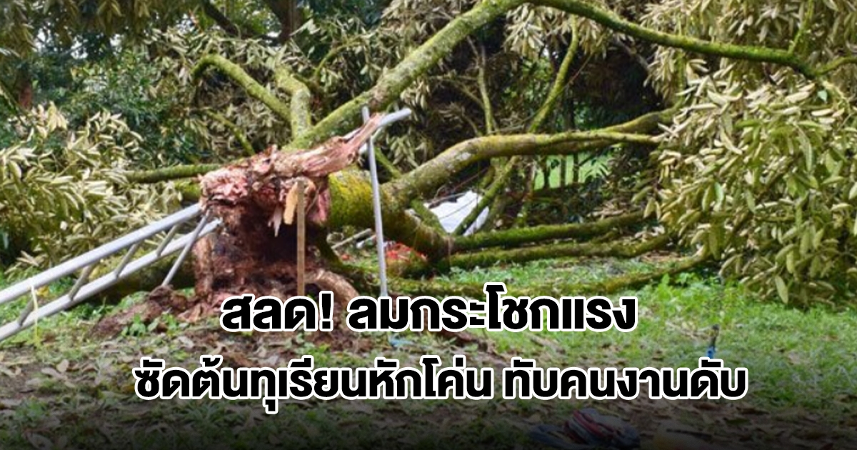 สลด! ลมกระโชกแรง ซัดต้นทุเรียนยักษ์หักโค่น ทับคนงานเสียชีวิต