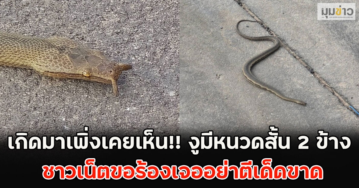 เกิดมาเพิ่งเคยเห็น!! งูมีหนวดสั้น 2 ข้าง ชาวเน็ตขอร้องเจออย่าตีเด็ดขาด
