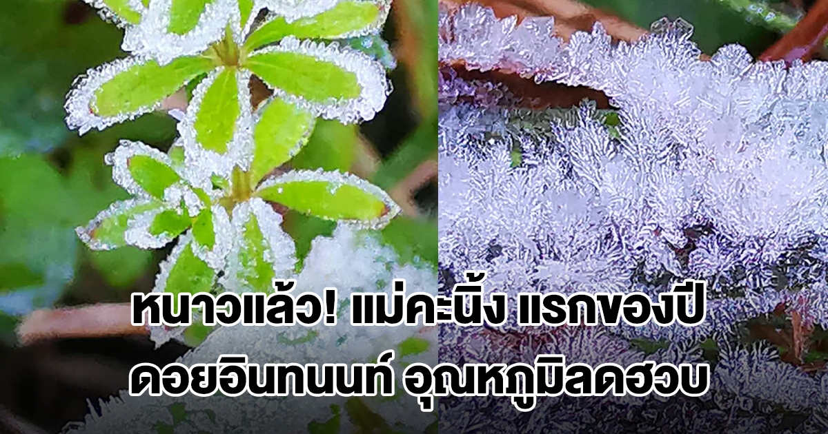 ดอยอินทนนท์ อุณหภูมิลดฮวบ เกิดปรากฏการณ์ แม่คะนิ้ง แรกของปี
