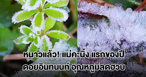 ดอยอินทนนท์ อุณหภูมิลดฮวบ เกิดปรากฏการณ์ แม่คะนิ้ง แรกของปี