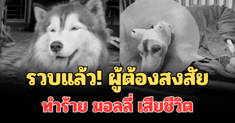 ไม่รอด! รวบแล้ว ผู้ต้องสงสัยทำร้าย มอลลี่ สุนัขไซบีเรียน เสียชีวิต