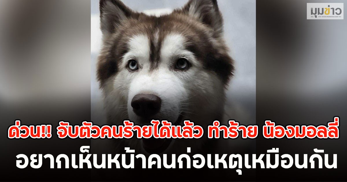 ด่วน!! จับตัวคนร้ายได้แล้ว ทำร้าย น้องมอลลี่ อยากเห็นหน้าคนก่อเหตุเหมือนกัน