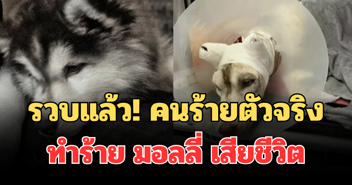 ไม่รอด! รวบแล้ว คนร้ายตัวจริงทำร้าย มอลลี่ สุนัขไซบีเรียน เสียชีวิต