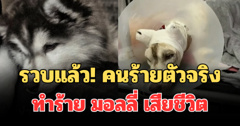 ไม่รอด! รวบแล้ว คนร้ายตัวจริงทำร้าย มอลลี่ สุนัขไซบีเรียน เสียชีวิต