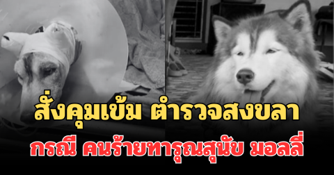 ประกาศแล้ว! ผบ.ตร. สั่งคุมเข้ม ตำรวจสงขลา กรณี คนร้ายทารุณสุนัข มอลลี่