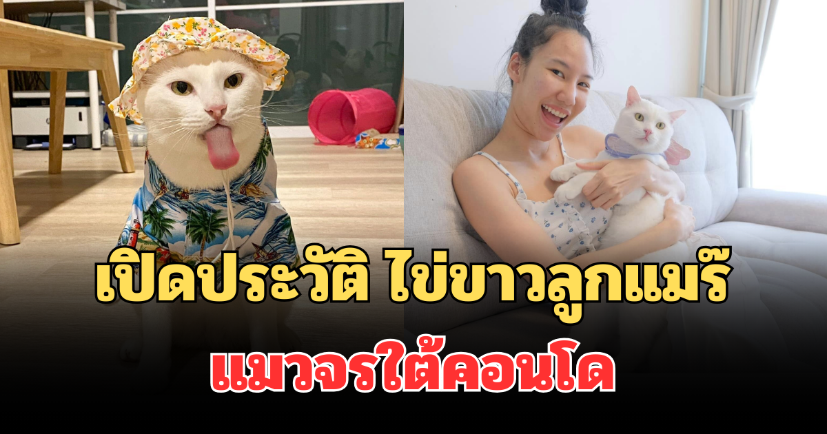 เปิดประวัติ ไข่ขาวลูกแมร๊ จากแมวจรใต้คอนโด สู่ขวัญใจโซเชียล