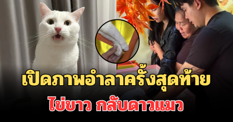 เปิดภาพอำลาครั้งสุดท้าย ไข่ขาว กลับดาวแมว แฟนคลับใจหาย