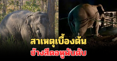 สลดใจ! เผยสาเหตุเบื้องต้น ช้างป่า สีดอหูพับ ดับระหว่างเคลื่อนย้าย