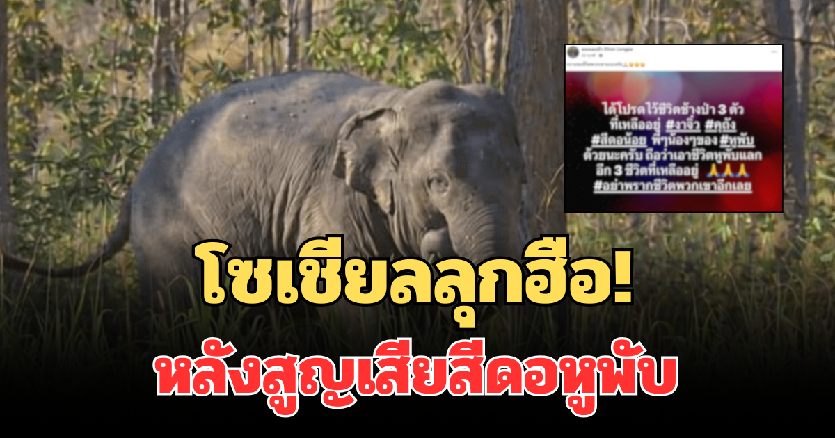 โซเชียลลุกฮือ! หลังสูญเสียสีดอหูพับ วอนปกป้องช้างป่าที่เหลืออยู่