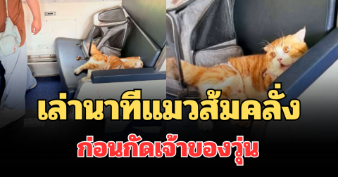 เล่านาทีแมวส้มคลั่ง ก่อนกัดเจ้าของวุ่น จนต้องหยุดขบวนรถไฟ