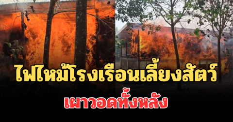 สลดใจ! ไฟไหม้โรงเรือนเลี้ยงสัตว์ ลุกลามหนัก เผาวอดทั้งหลัง สัตว์ดับเกลื่อน