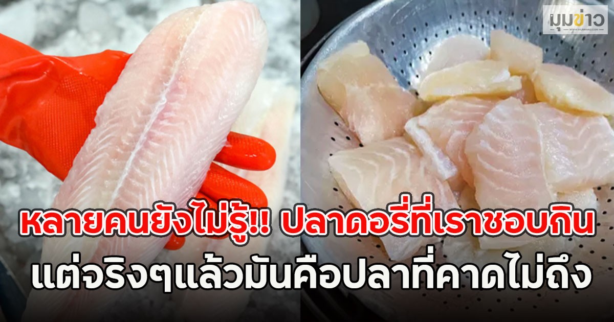 หลายคนยังไม่รู้!! ปลาดอรี่ที่เราชอบกิน แต่จริงๆแล้วมันคือปลาที่คาดไม่ถึง