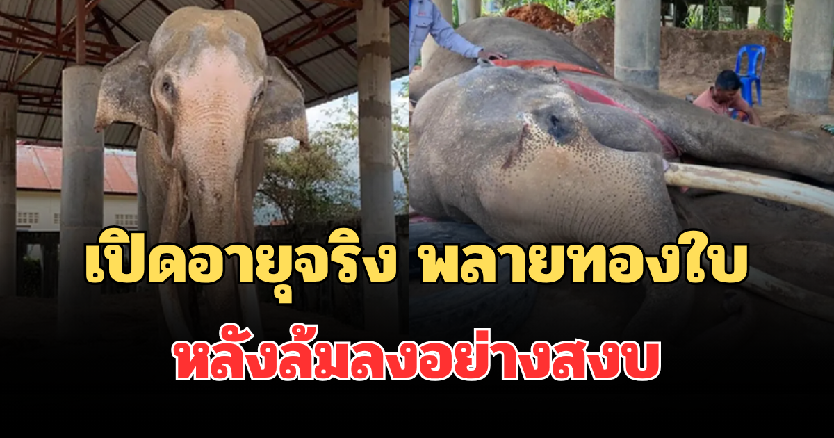 เปิดอายุจริง พลายทองใบ ช้างที่มีงาสวยและยาวที่สุดในไทย หลังล้มลงอย่างสงบ