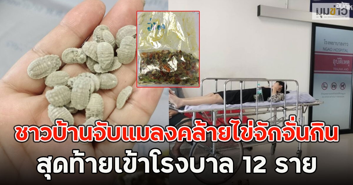 ชาวบ้านจับแมลงคล้ายไข่จักจั่นกิน สุดท้ายเข้าโรงบาล 12 ราย