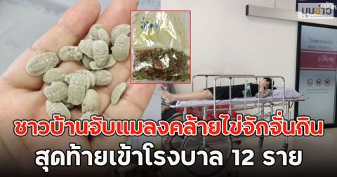 ชาวบ้านจับแมลงคล้ายไข่จักจั่นกิน สุดท้ายเข้าโรงบาล 12 ราย