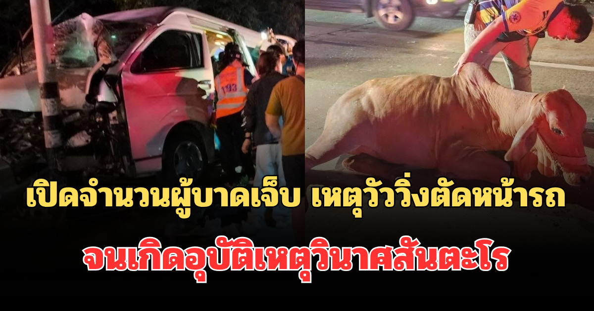 เปิดจำนวนผู้บาดเจ็บ เหตุวัววิ่งตัดหน้ารถ จนเกิดอุบัติเหตุวินาศสันตะโร