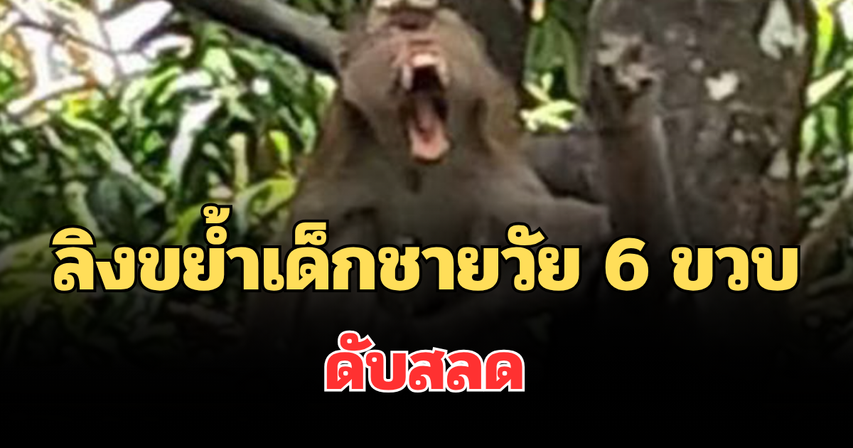 เศร้า! ลิงขย้ำเด็กชายวัย 6 ขวบ ดับสลด
