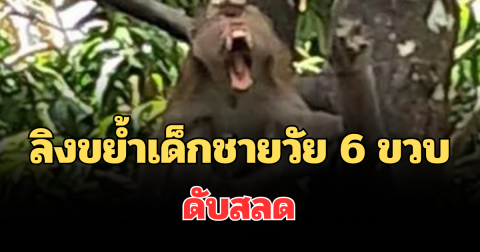 เศร้า! ลิงขย้ำเด็กชายวัย 6 ขวบ ดับสลด