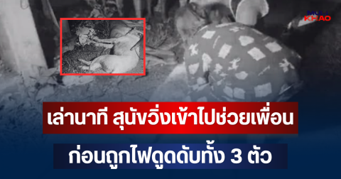 สุดสลด! เล่านาที สุนัขวิ่งเข้าไปช่วยเพื่อน ก่อนถูกไฟดูดดับทั้ง 3 ตัว