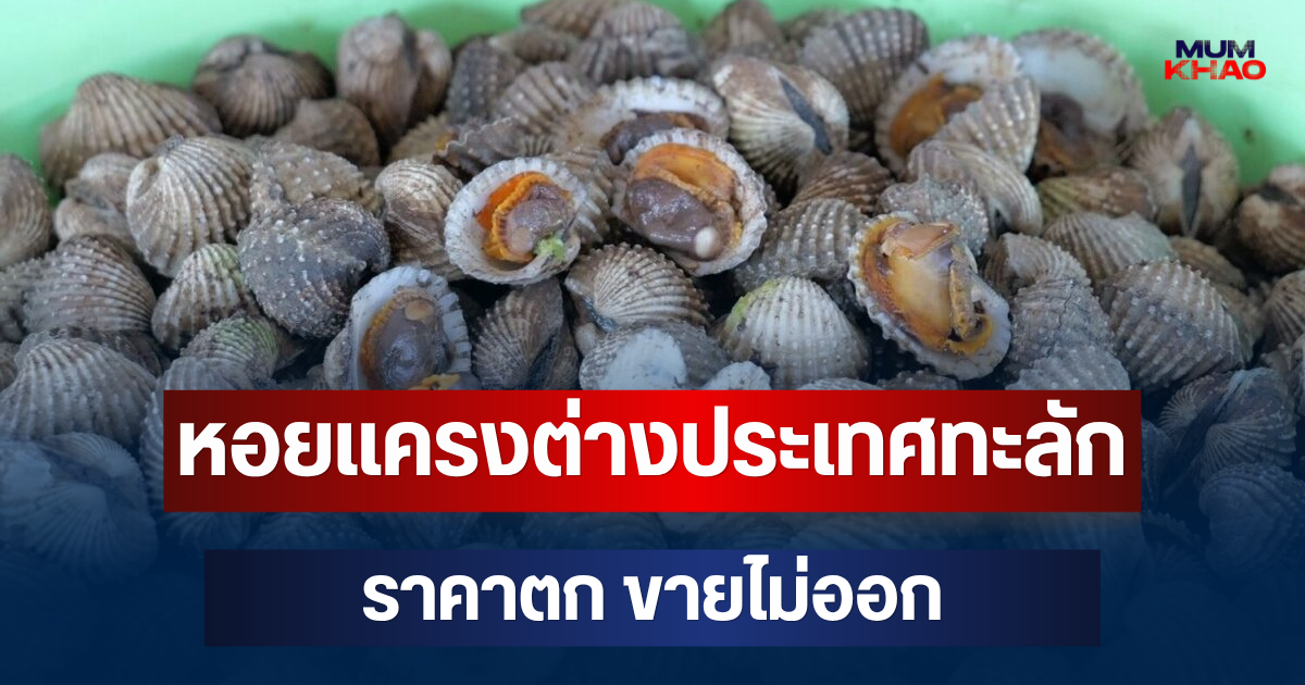 วิกฤตหนัก! หอยแครงต่างประเทศทะลัก ราคาตก ขายไม่ออก วอนรัฐช่วยด่วน