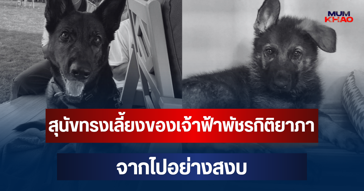เศร้า มิเชล สุนัขทรงเลี้ยงของเจ้าฟ้าพัชรกิติยาภา จากไปอย่างสงบ