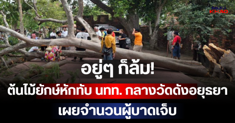 อยู่ๆ ก็ล้ม! ต้นไม้ยักษ์หักทับ นทท. กลางวัดดังอยุธยา เผยจำนวนผู้บาดเจ็บ