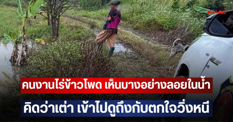 คนงานไร่ข้าวโพด เห็นบางอย่างลอยในน้ำคิดว่าเต่า เข้าไปดูถึงกับตกใจวิ่งหนี