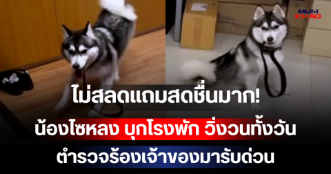 ไม่สลดแถมสดชื่นมาก! น้องไซหลง บุกโรงพัก วิ่งวนทั้งวัน ตำรวจร้องเจ้าของมารับด่วน