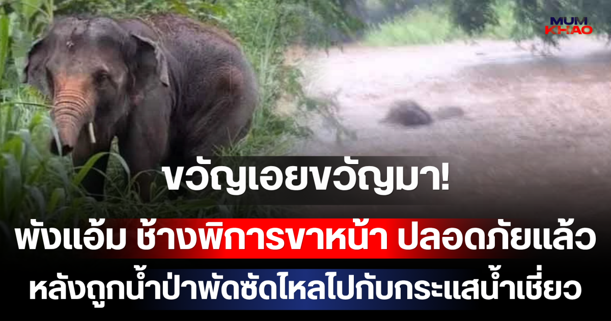 ขวัญเอยขวัญมา! พังแอ้ม ช้างพิการขาหน้า ปลอดภัยแล้ว หลังถูกน้ำป่าพัดซัดไหลไปกับกระแสน้ำเชี่ยว