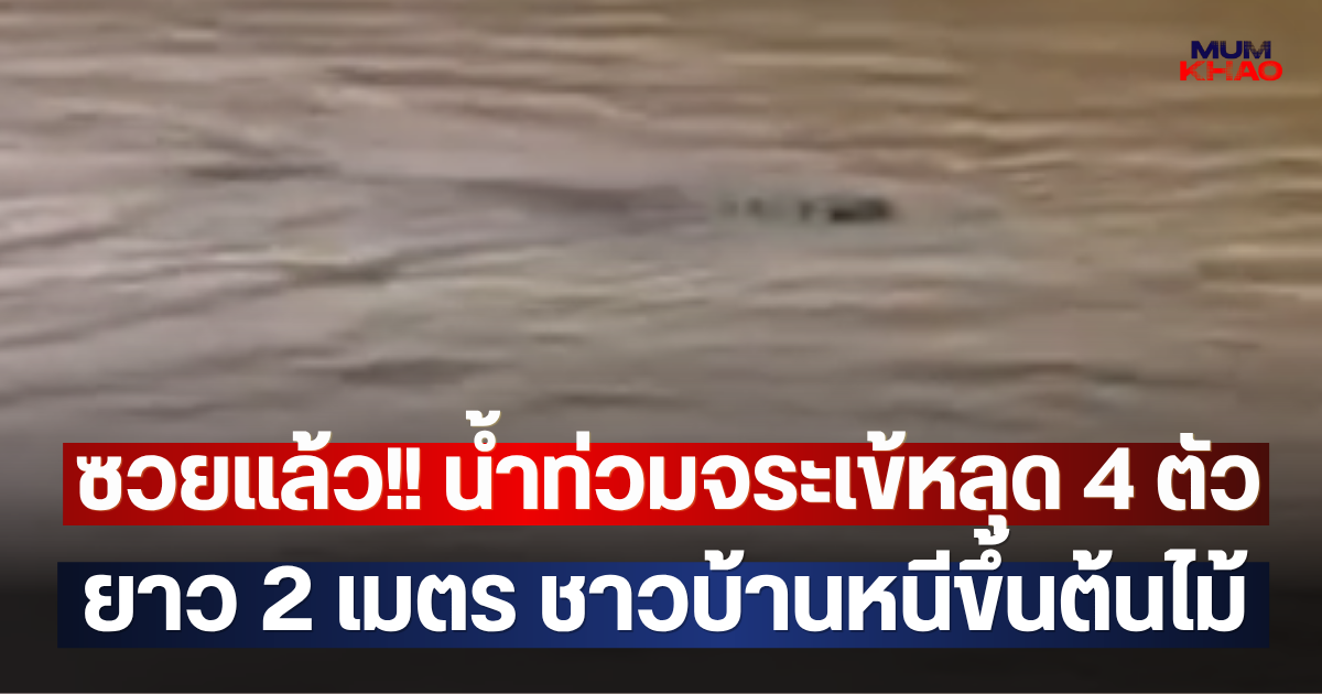 ซวยแล้ว!! น้ำท่วมจระเข้หลุด 4 ตัว ยาว 2 เมตร ชาวบ้านหนีขึ้นต้นไม้