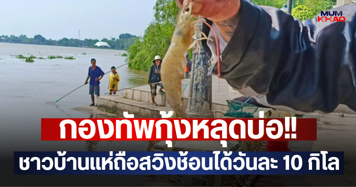 กองทัพกุ้งหลุดบ่อ!! ชาวบ้านแห่ถือสวิงช้อนได้วันละ 10 กิโล