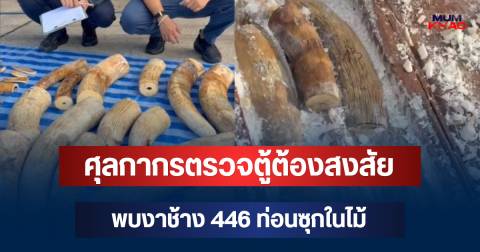 ช็อก! ศุลกากรตรวจตู้ต้องสงสัย พบงาช้าง 446 ท่อนซุกในไม้